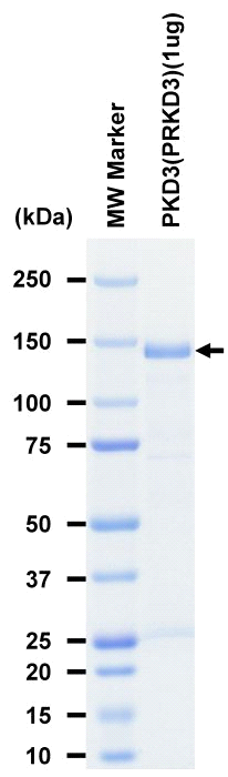 The purity was assessed by SDS-PAGE/CBB staining.